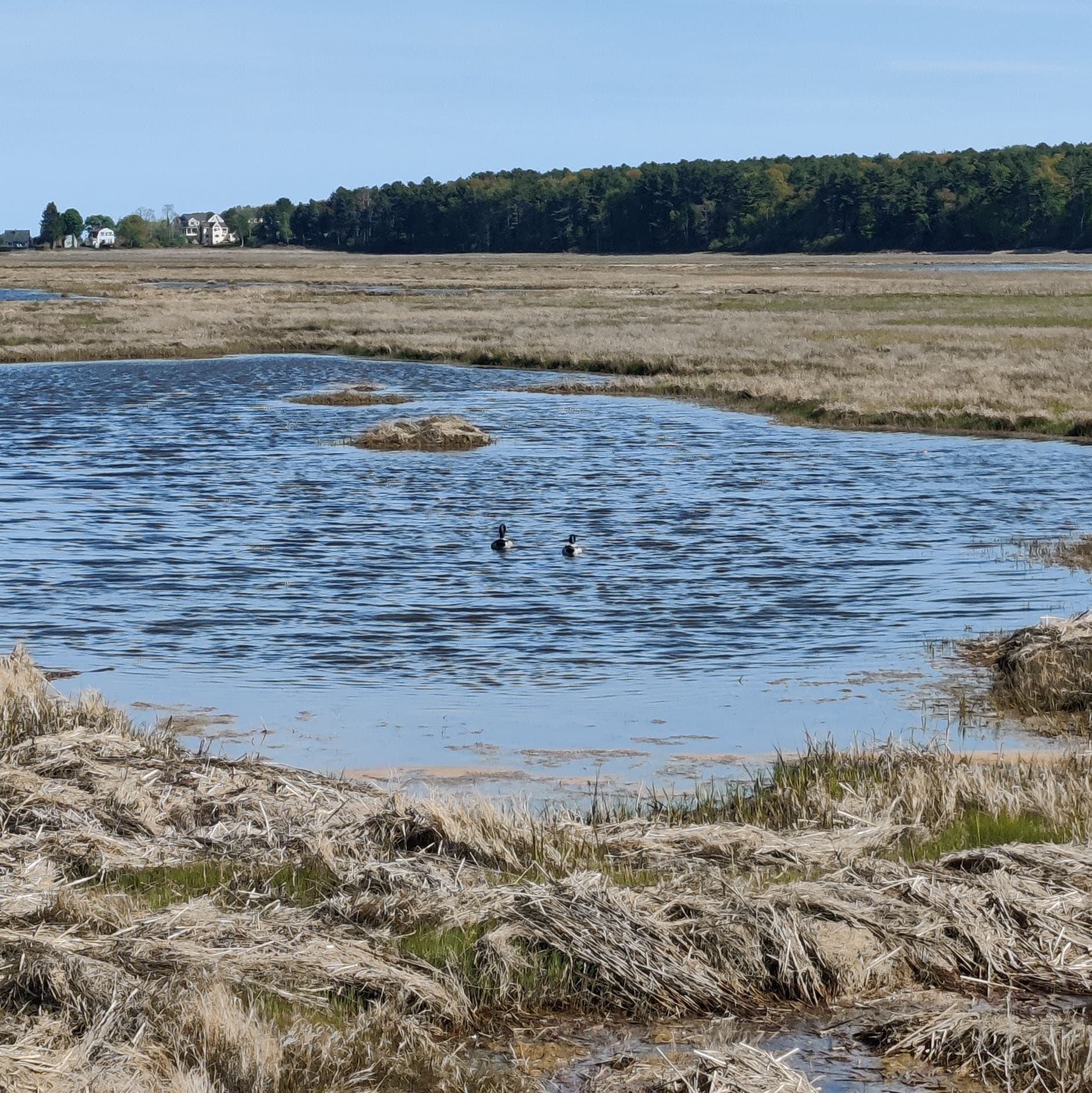 ducks in the marsh!